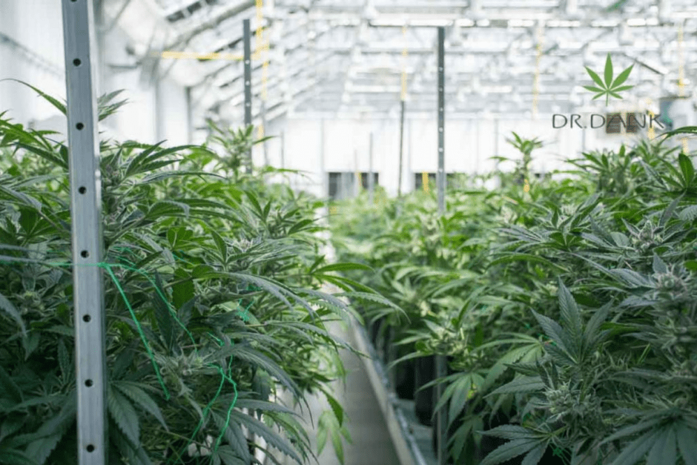 Screen Shot 2019-11-21 at 9.09.03 AM