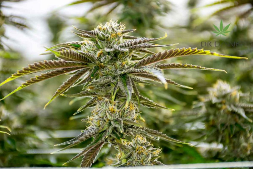 Screen Shot 2019-11-21 at 9.10.05 AM