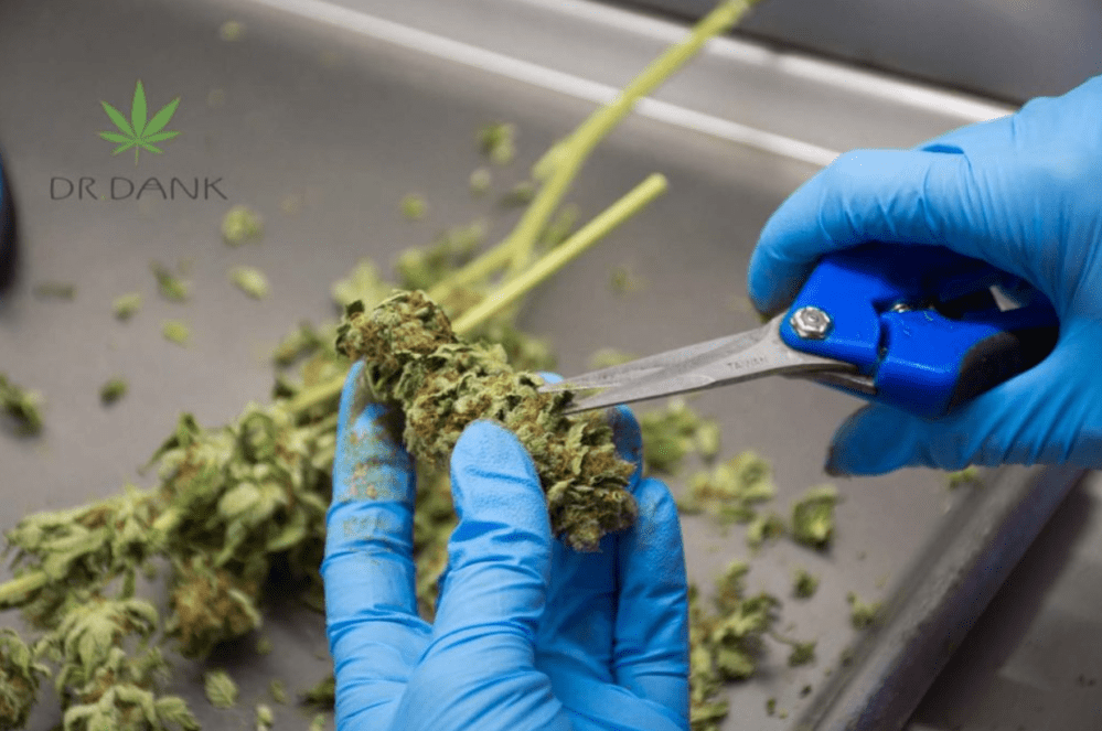 Screen Shot 2019-11-21 at 9.15.31 AM