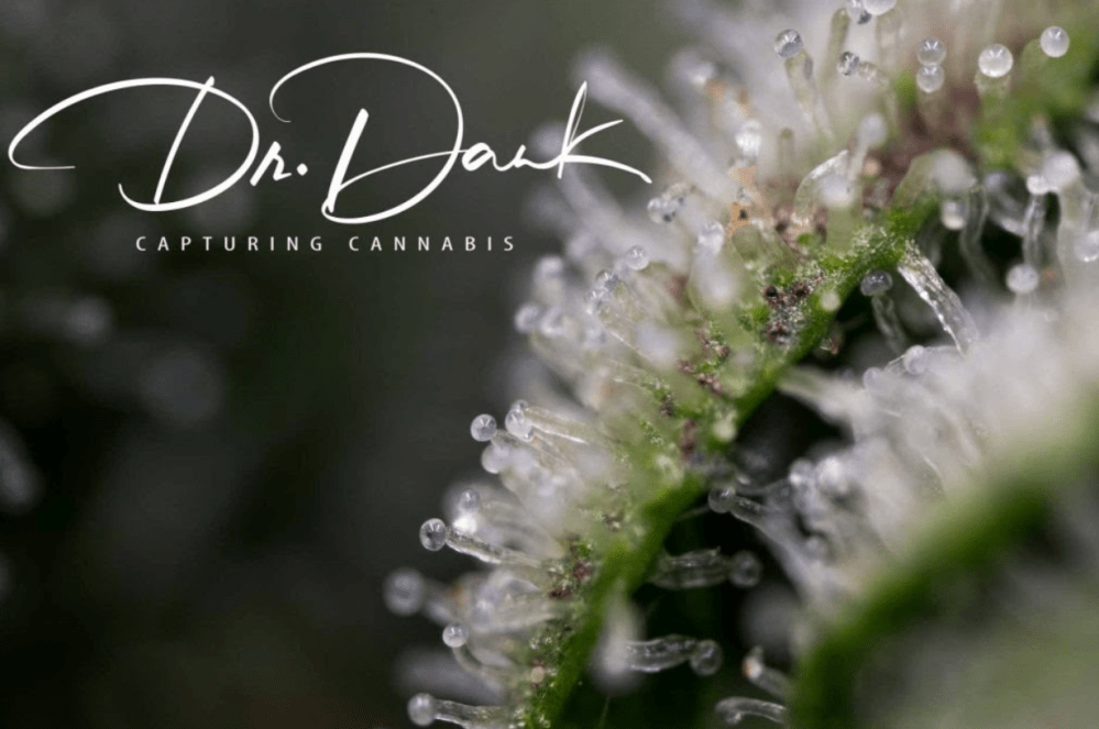 Screen Shot 2020-03-31 at 10.33.51 AM