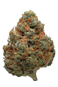 durban-poison