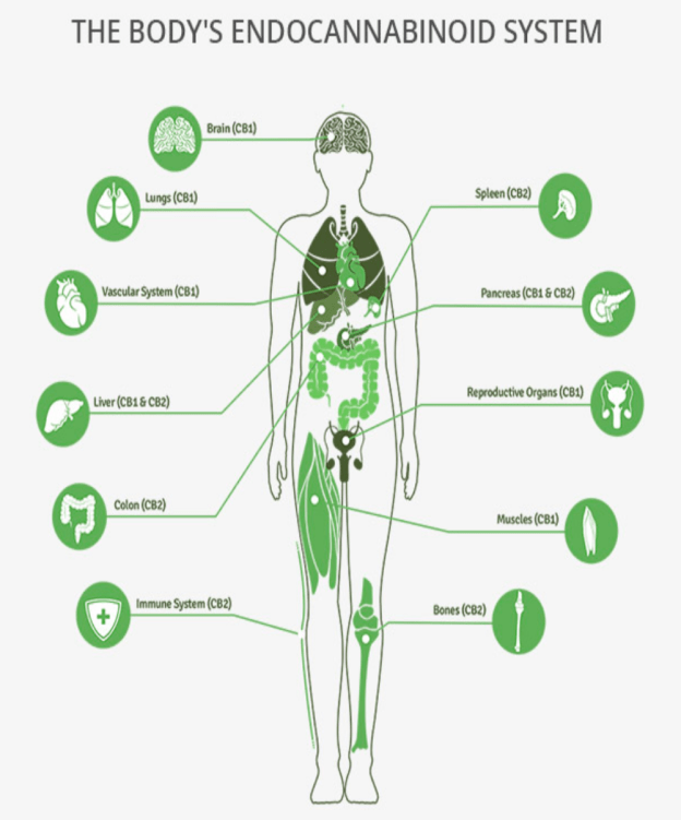 Endocannabinoid-System