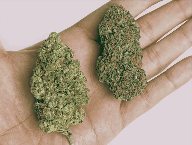 Is the difference between Indica and Sativa strains only in the effects?