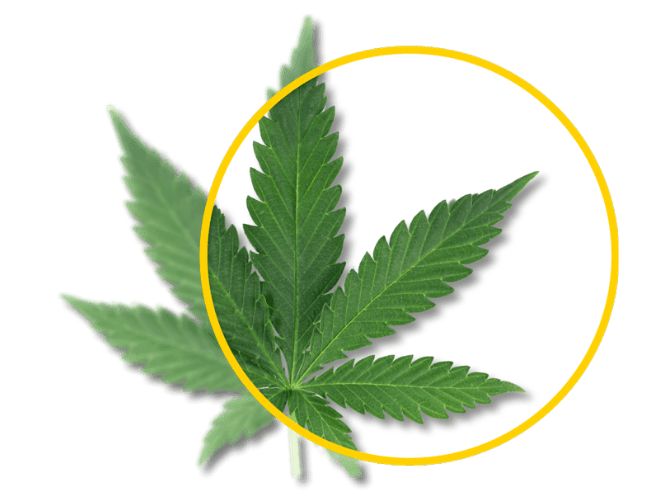 Blood THC tests are less frequently used due to their invasive nature and difficulty of administration.