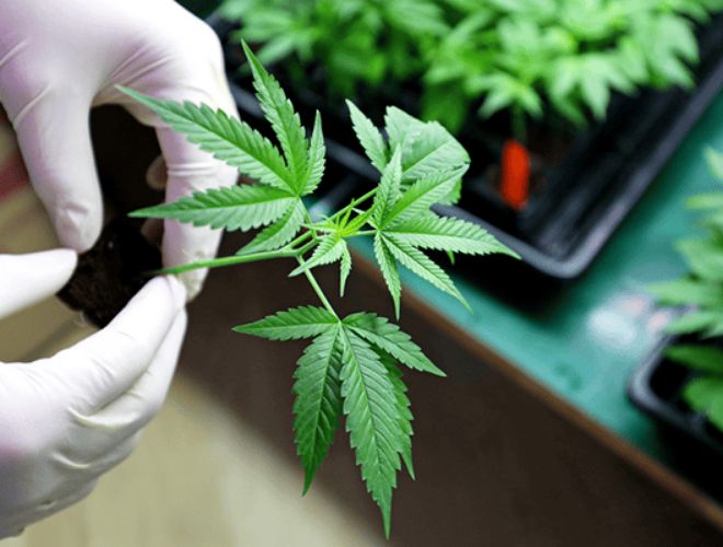 In the sections below, you will find out more about medical marijuana for inflammation, and the different findings that point to its efficacy.