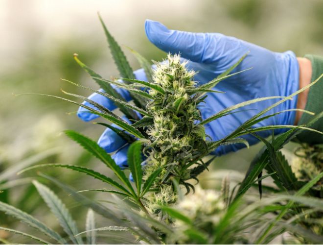 To understand how smoking weed works, we’ll need to quickly brush through some of the basics of cannabis.