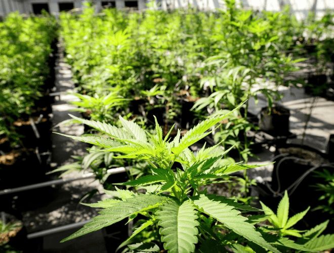 That said, finding the best Utah medical marijuanas doctors can be tough. Not always, though. Here are some tips and tricks on finding the best medical cannabis doctors in Utah.