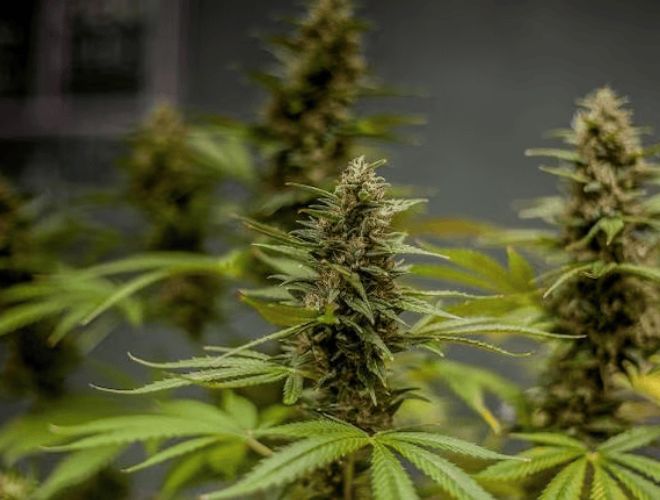 How to get a medical marijuanas card in Utah? It's simple and foolproof. But there are a few steps you need to follow first.