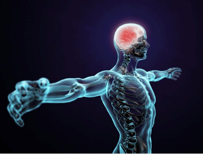 Endocannabinoids are synthesized in response to various physiological triggers.