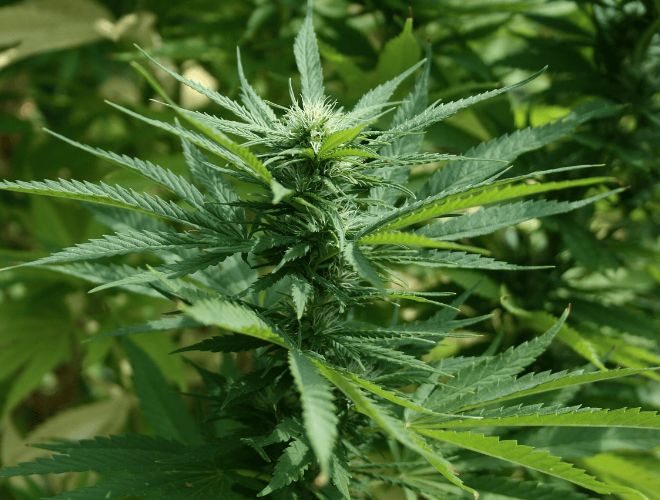 That said, when considering how to get a medical marijuanas card in Utah, it's vital to assess whether cannabis is the right choice for your therapeutic needs.