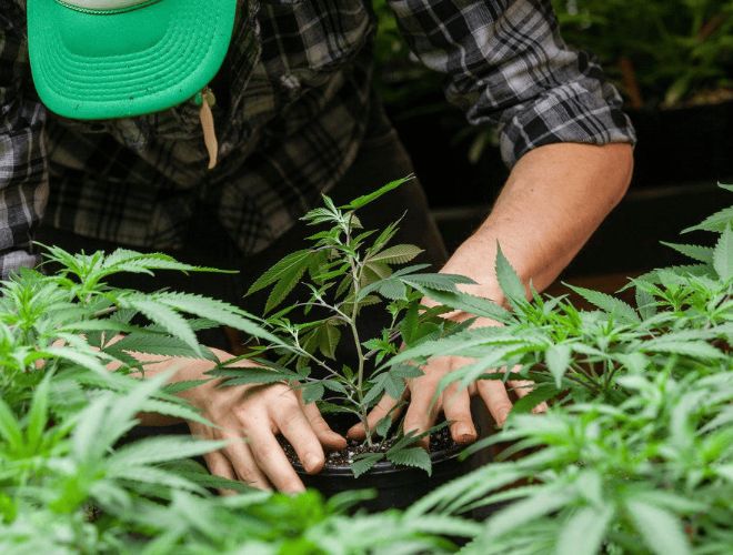 It all starts with reaching out to the best experts in healthcare, Utah medical marijuanas doctors. 