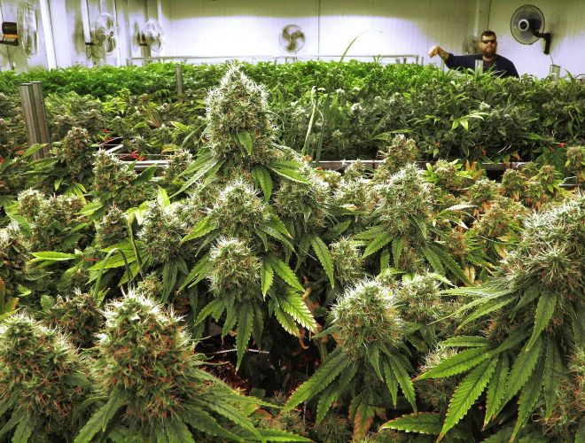 Cannabis products sold in medical marijuana dispensaries take various forms, providing unique benefits for consumers. 