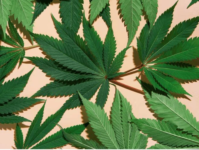 If you're interested in the best medical cannabis for pain, first, you'll need to obtain an MMJ card.