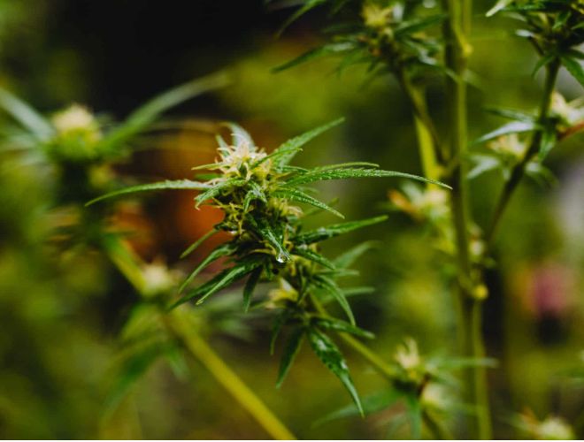 Essentially, terpenes are different organic compounds in cannabis that give the plant its unique flavor and aromatic profile - some would say that they are the "essential oil" of weed. 