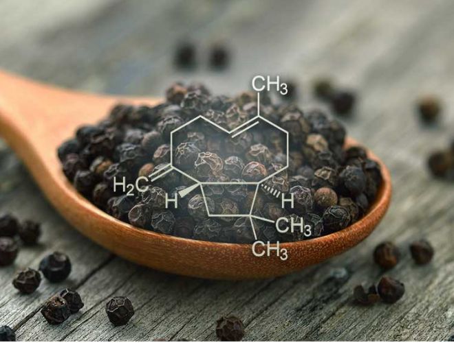 This terpene is spicy and peppery, and you can find it in cloves and pepper. Caryophyllene is different from the other terpenes because it can interact with the endocannabinoid system (or the ECS for short) directly.

