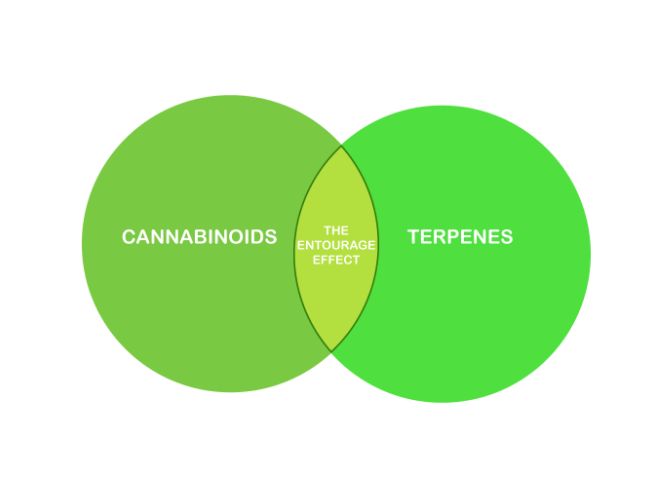 One of the most interesting aspects of using medical cannabis is the so-called entourage effect, where cannabinoids like CBD THC, and terpenes interact with each other synergistically to increase each other's benefits. 

