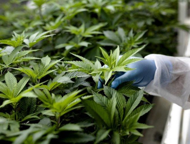 Next, make sure you qualify for a medical marijuana card, which is a must-have to be able to buy and use cannabis in Utah legally. Here are some more guidelines to keep in mind for a safe and legal cannabis experience in the state.